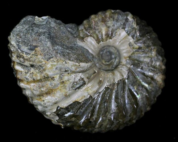 Hoploscaphites (Jeletzkytes) Ammonite - South Dakota #22684